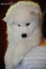 aiko