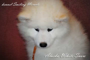 alaska